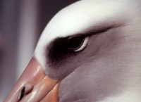 Laysan Albatross Close Up Head Shot
