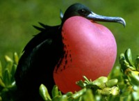 Magnificent Frigate Bird
