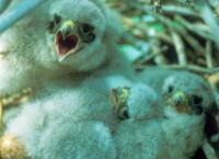 Merlin Chicks in Nest