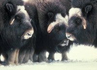 Muskox Up Close on Nunivak Island