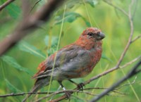 Pine Grosbeak Juvenile