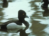 Ring-necked Duck