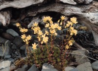Spotted Saxifrage