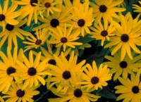 Sweet black-eyed susan