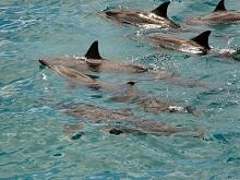 Dolphins