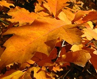 Leaves