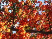 Italian autumn