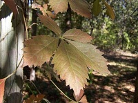 Foliage
