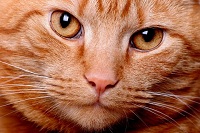 Cat Face