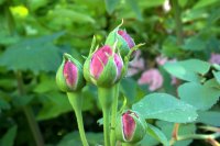 Ping Roses