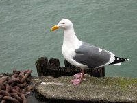 Sea gull