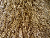 Fur