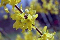 Forsythia