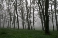 Morning Fog