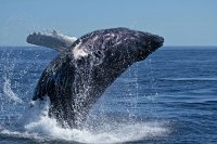 Humpback Whale, Alaska, US