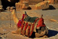 A camel