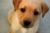 Golder retriever puppy