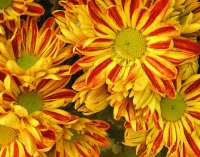 Flowerbed