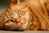 Lying Cat