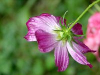 Cosmos
