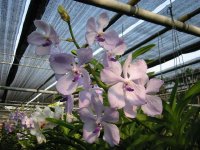 Orchid