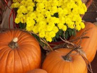 Pumpkins