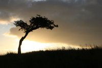 A Lonely Tree