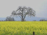 A field