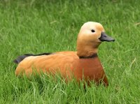 Duck