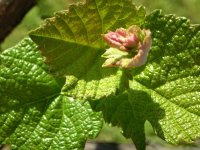 Leaves