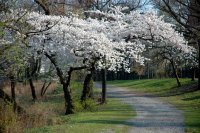 Trees Blossom
