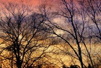 Bare Trees