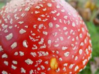 Mushroom