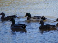 Ducks