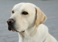 Labrador