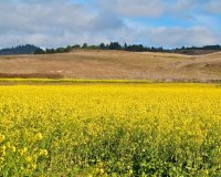 Yellow Field