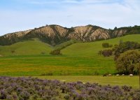 Hills and Horses
