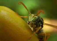Hornet