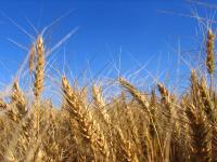 Wheat