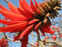 A Red Flower