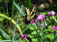 A Butterfly