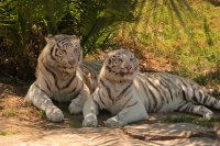 Two Bengal Tigers