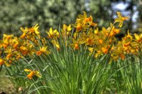 Daffodils