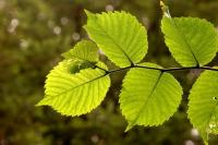 Green Leaf