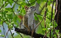 Red Squirrel