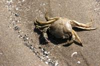 Crab on the beach