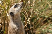 Meerkat