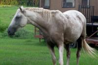 White Horse
