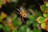 Spider Webs