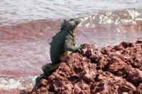 Iguana next to the beach